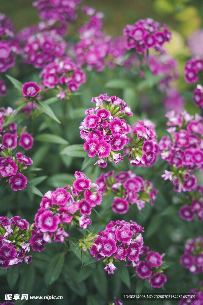 植物花朵