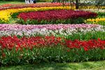 多彩郁金香花海景观