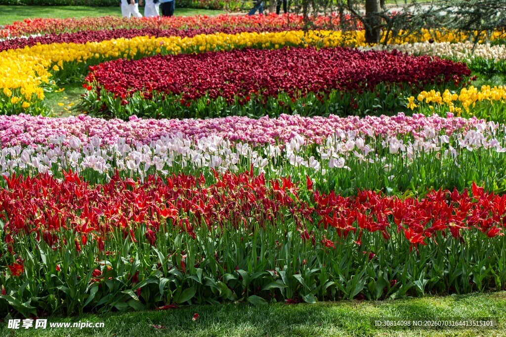 多彩郁金香花海景观