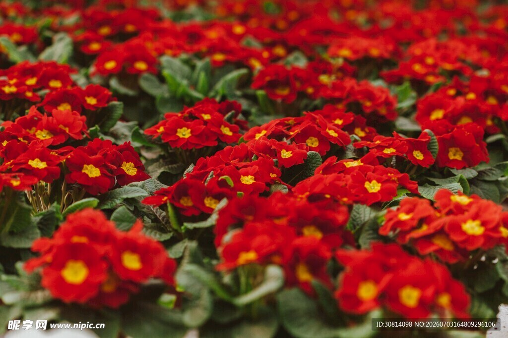 盆栽花朵卉
