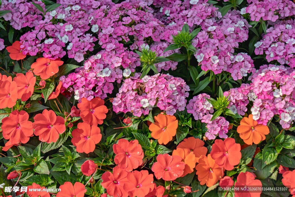 盆栽花卉合集
