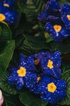 蓝色植物花卉花朵  