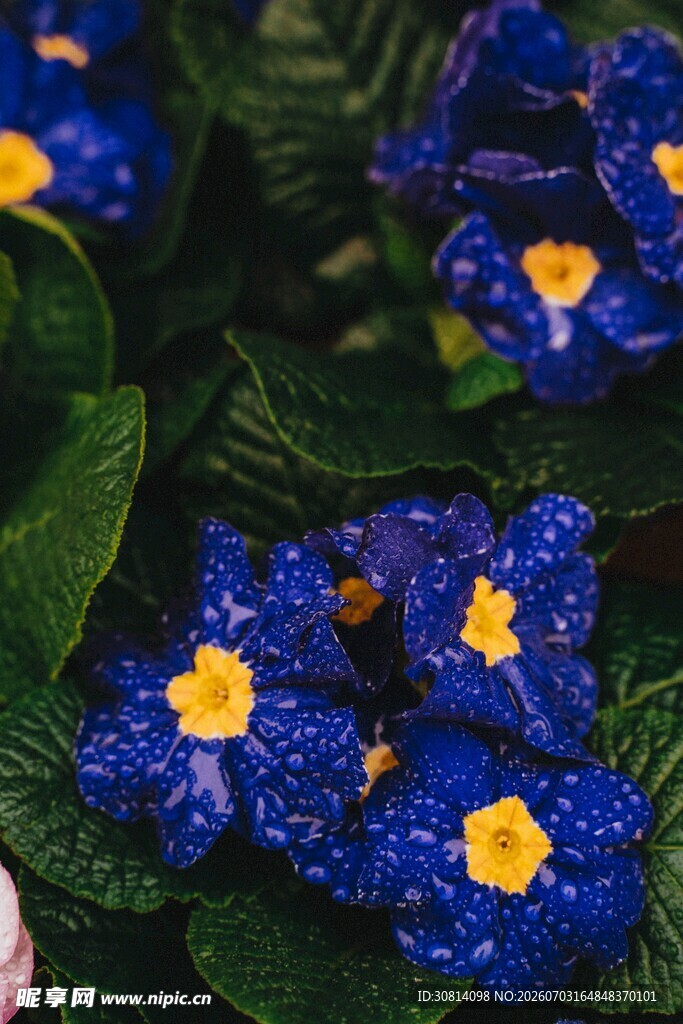 蓝色植物花卉花朵  