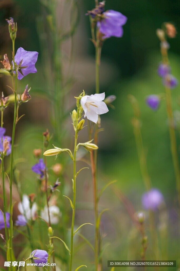 紫色风铃花绽放于绿野