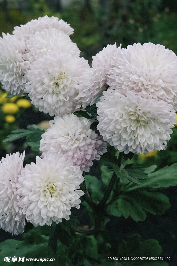 白色球状菊花绽放