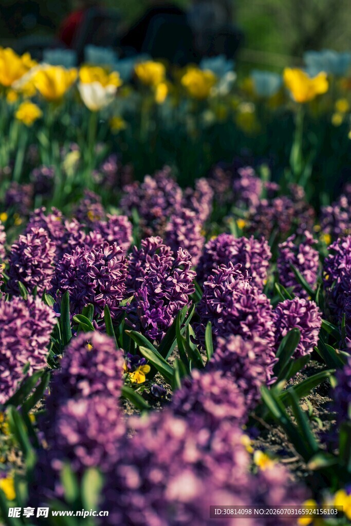 紫色风信子花海美景