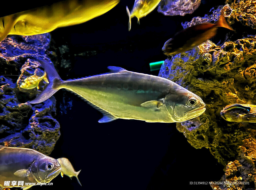水族馆中游动的多彩鱼类