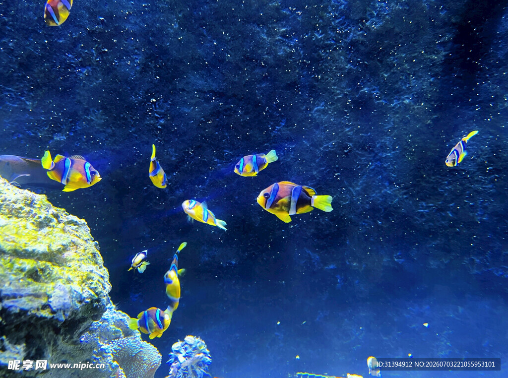 海底多彩热带鱼群景观