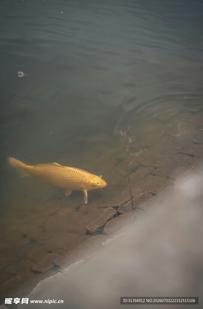 水中畅游的金色鲤鱼