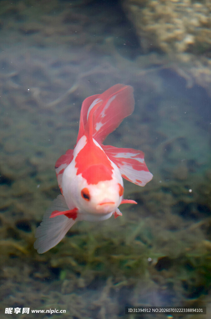 水中游弋的红白锦鲤
