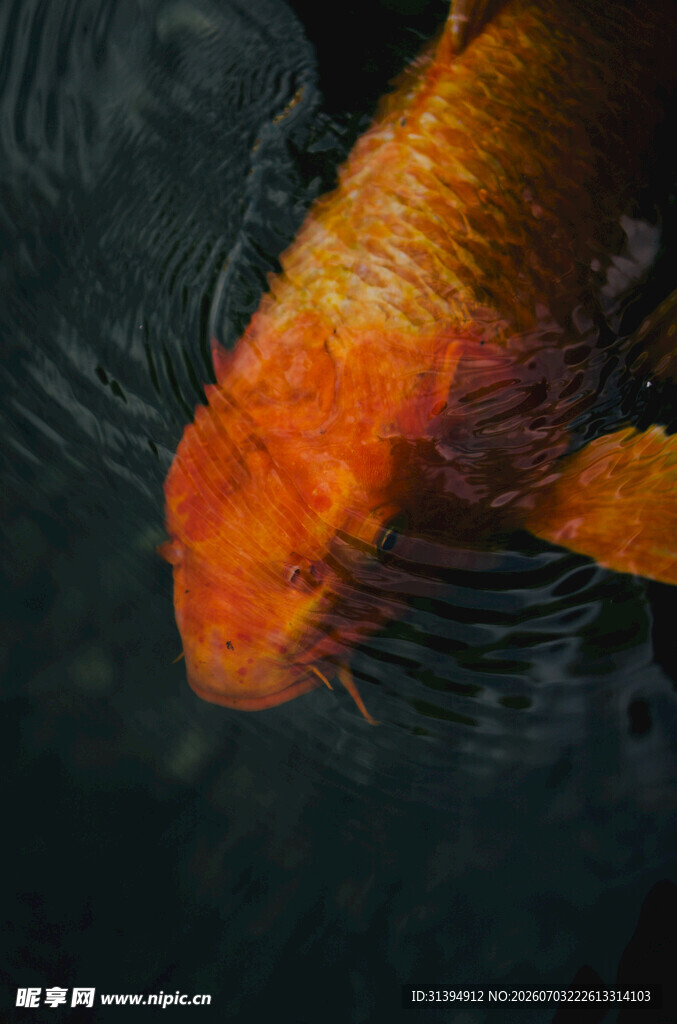 水中畅游的橙红色金鱼