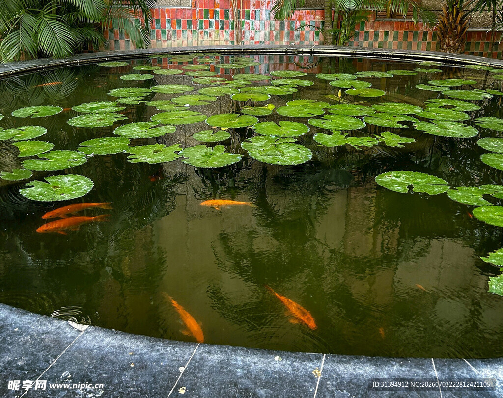 池塘锦鲤游弋于莲叶间