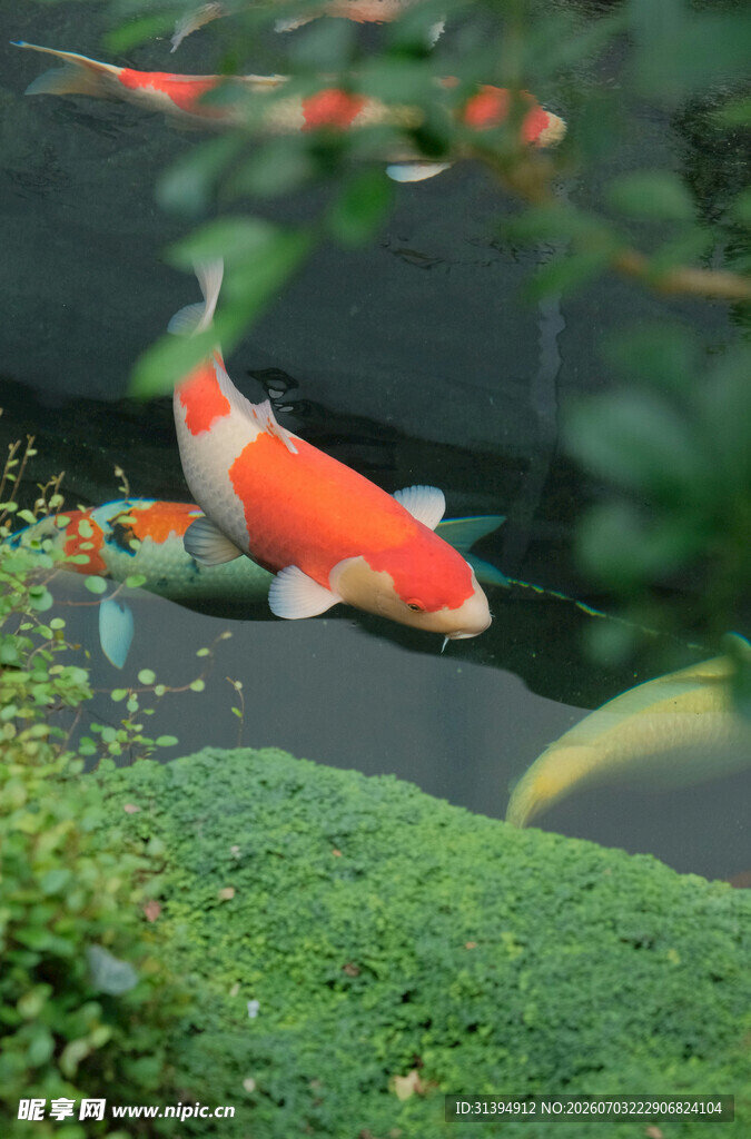 池塘中游动的艳丽锦鲤