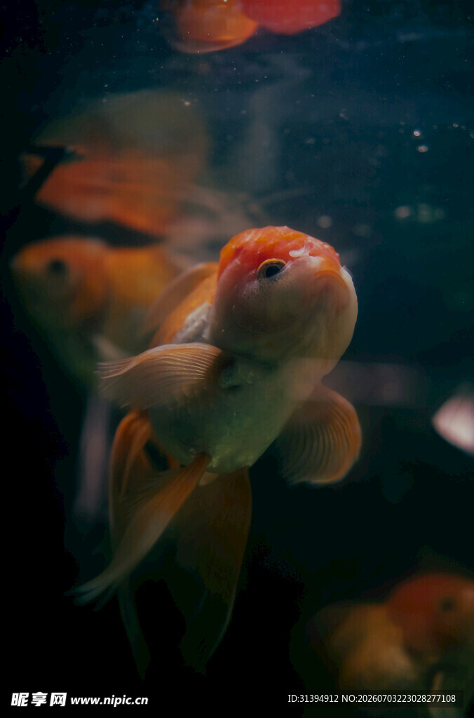 灵动金鱼水中畅游