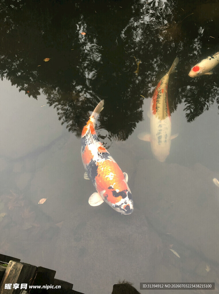 池塘中游动的多彩锦鲤
