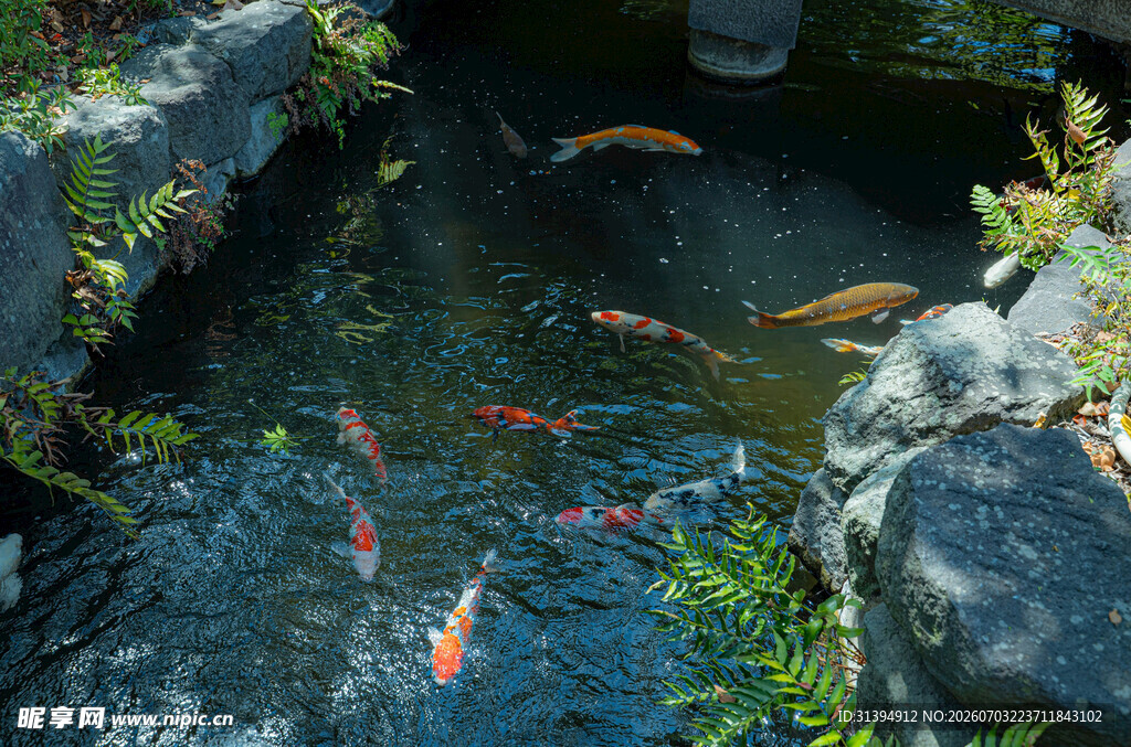 庭院锦鲤池景观