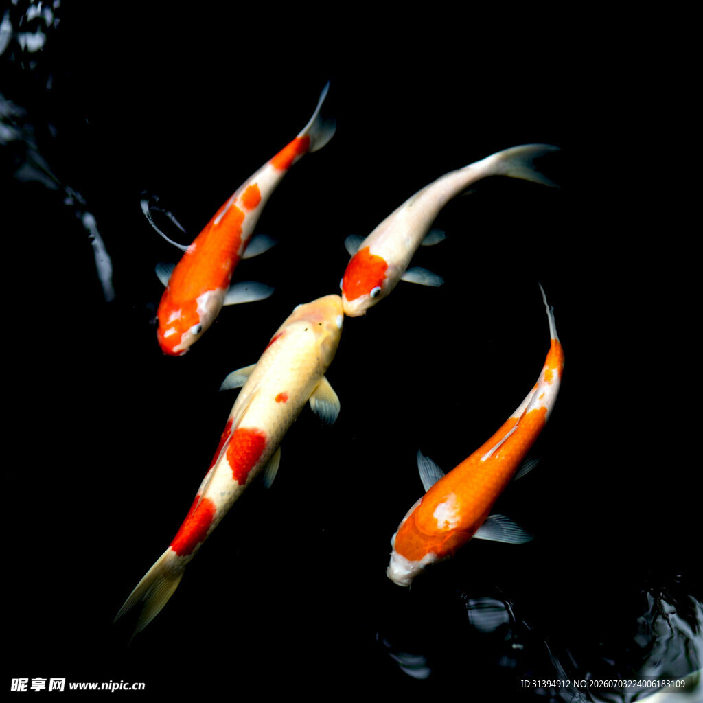 灵动锦鲤水中畅游