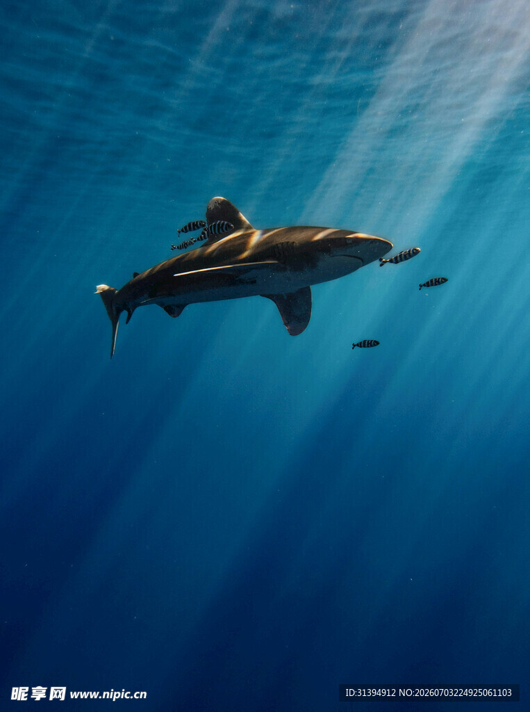 深海中悠游的鲨鱼