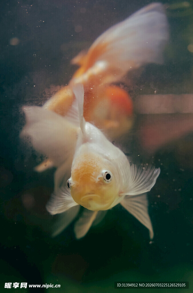 灵动金鱼水中游