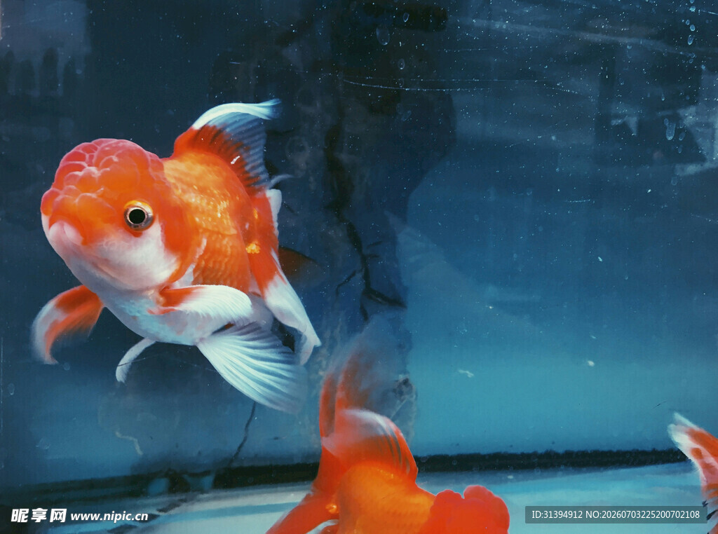 灵动金鱼水中游
