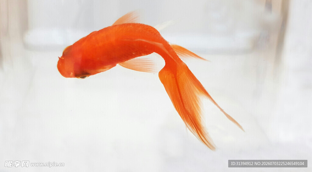 水中游弋的艳丽小金鱼