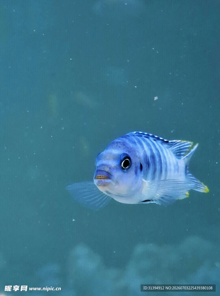 蓝色条纹鱼在水中游动