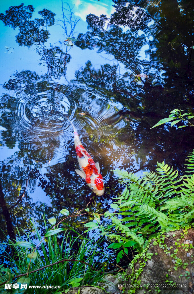 池塘锦鲤伴绿植美景