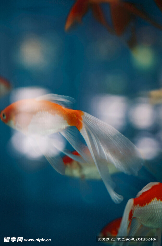灵动金鱼在水中悠游