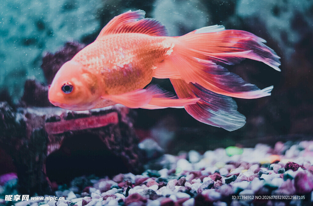 优雅金鱼在多彩水族中游弋