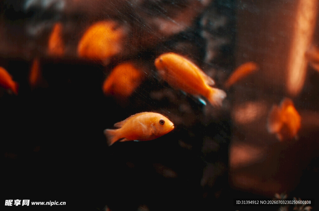 灵动金鱼水中游