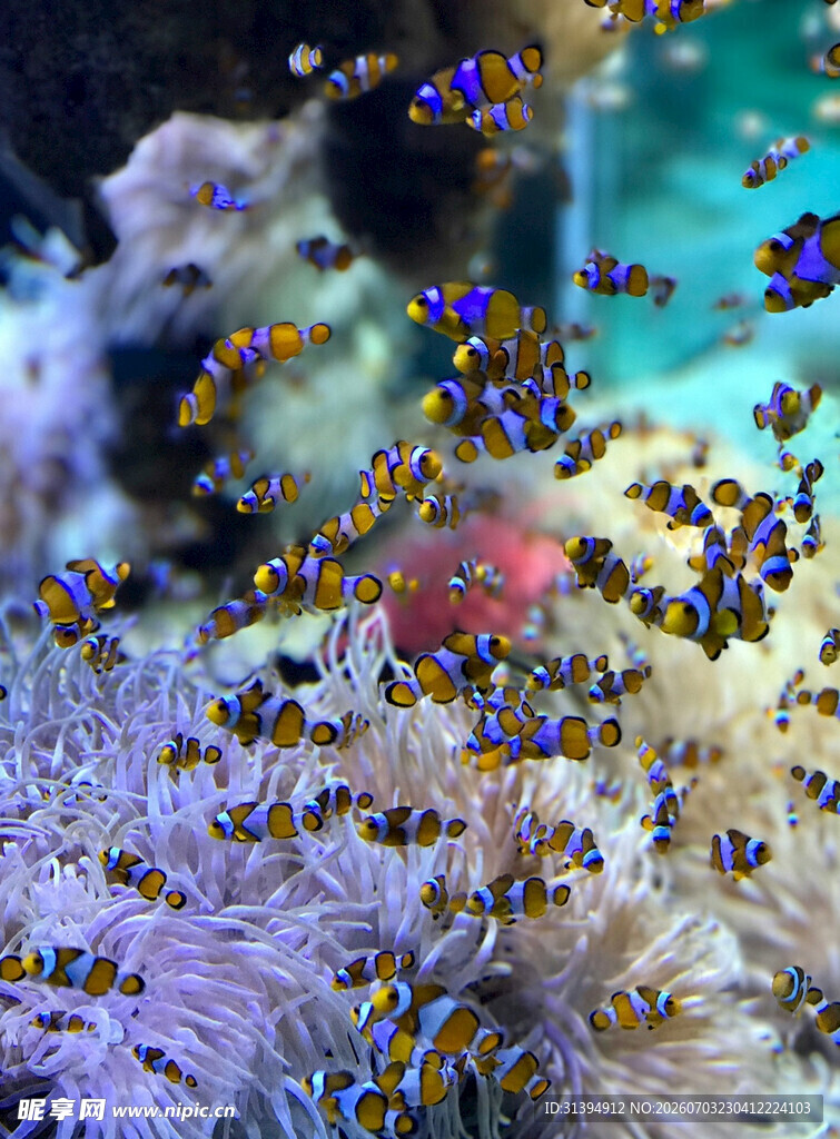 海底多彩小鱼与珊瑚景观