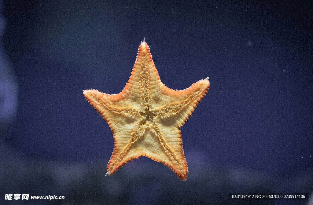 金色海星特写