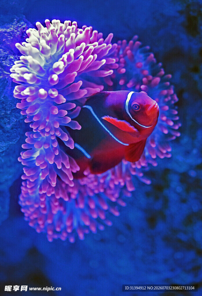 小丑鱼藏身海葵中