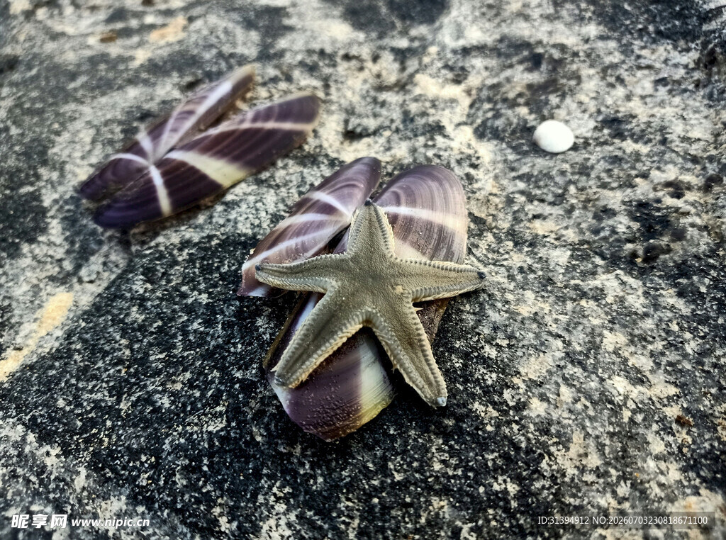 海滩上的多彩海星