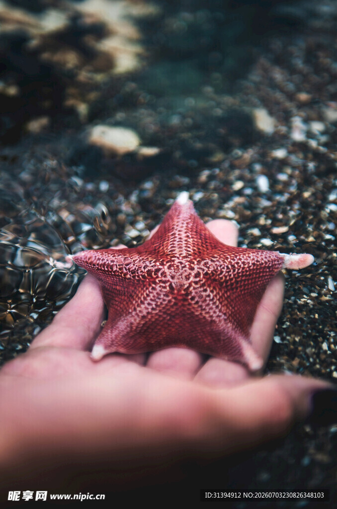 手中的艳丽海星
