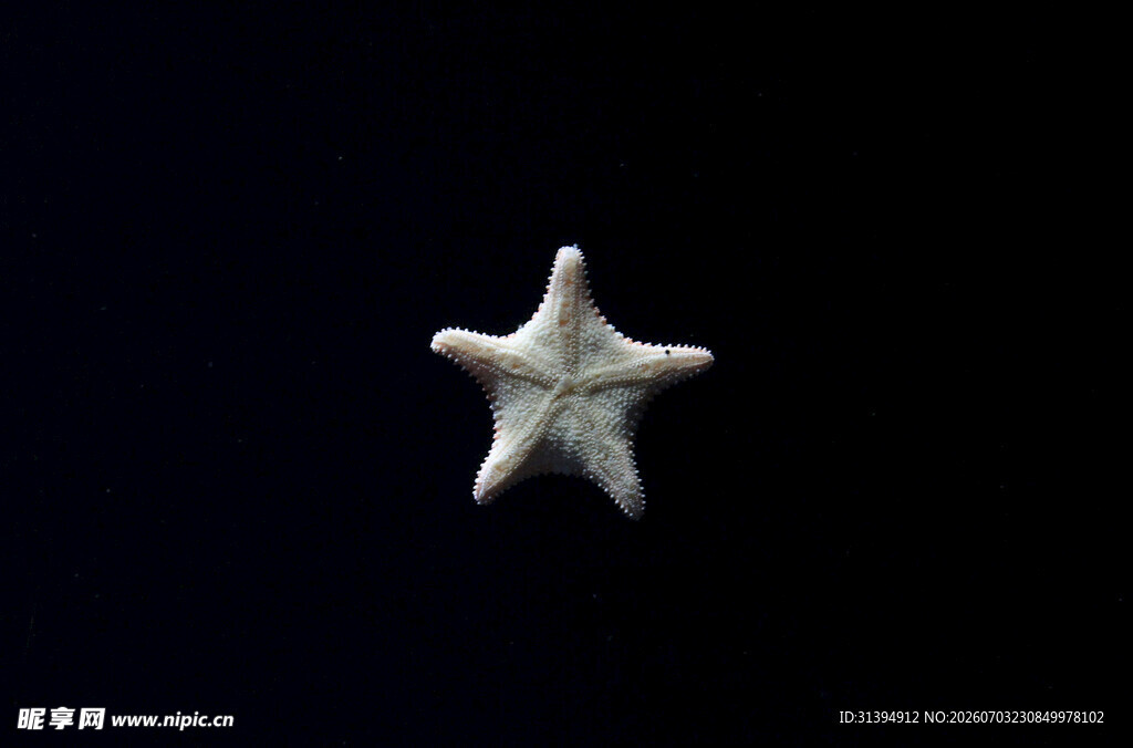 白色海星特写