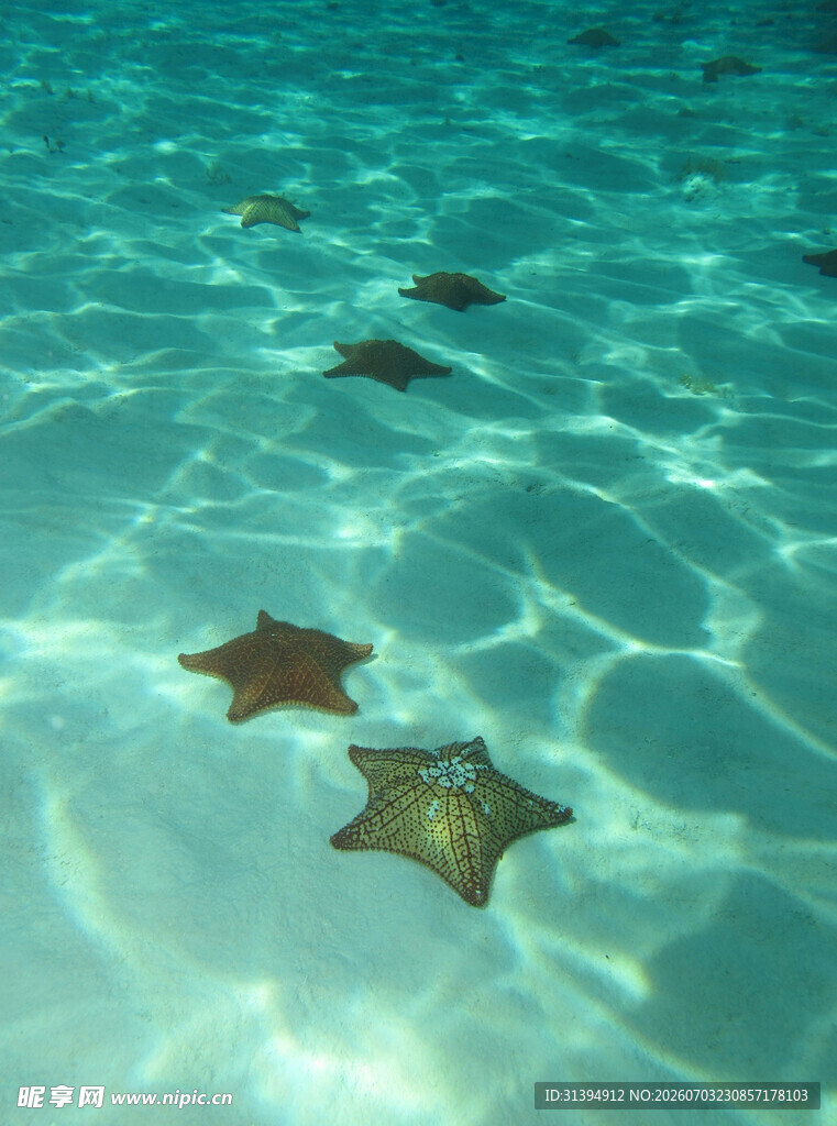 清澈海水中的几颗海星