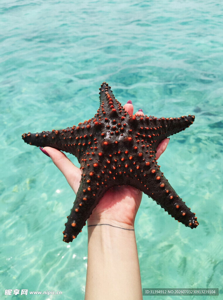手托海星于清澈海水中
