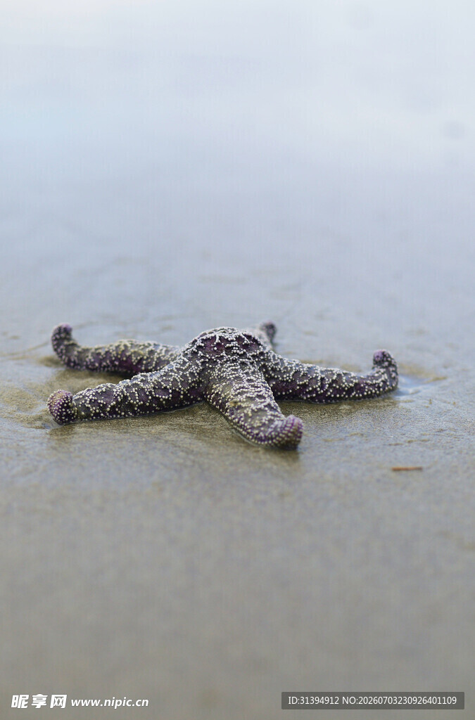 沙滩上的海星