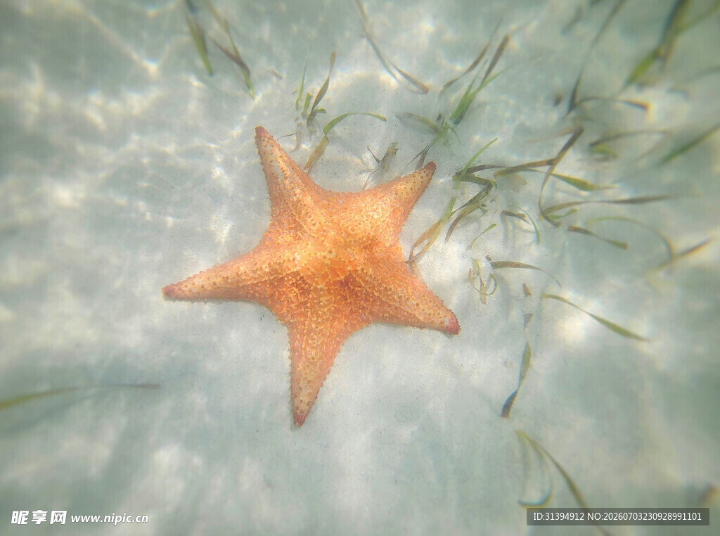 水中的橙色海星