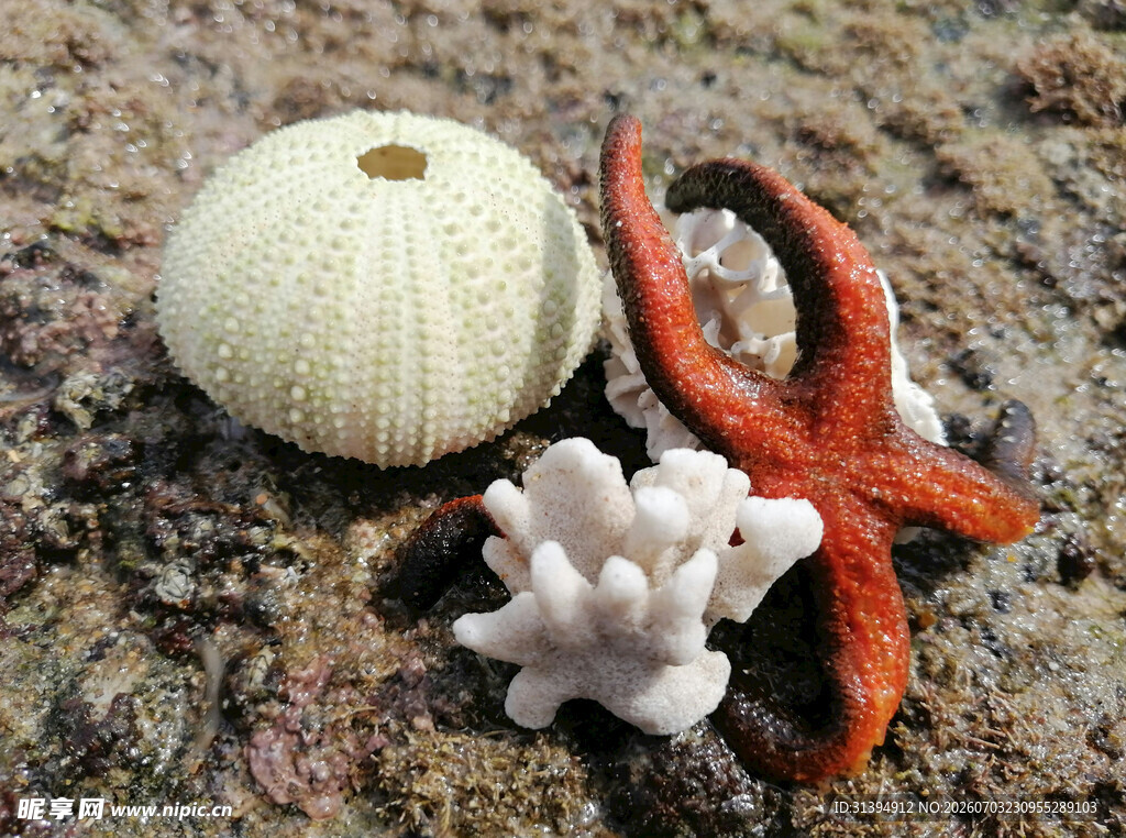海洋小物海星珊瑚与海胆