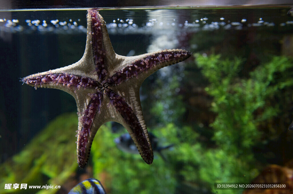 水族箱中的美丽海星