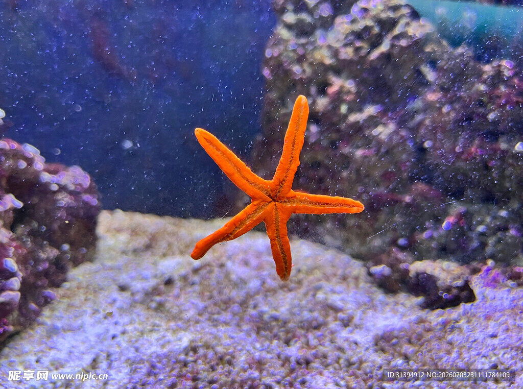 海底的橙色海星