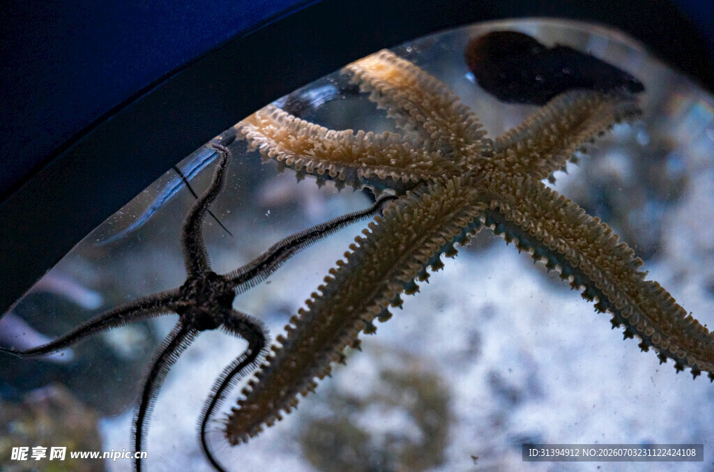 水中的海星特写