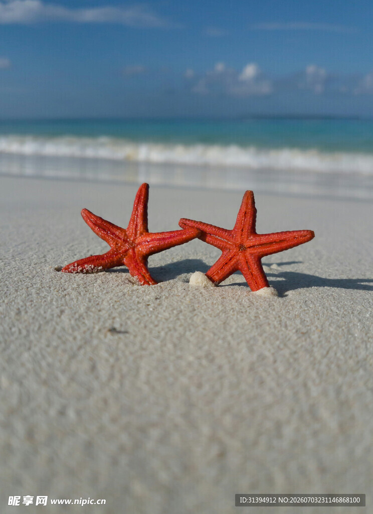 沙滩上的两只红色海星