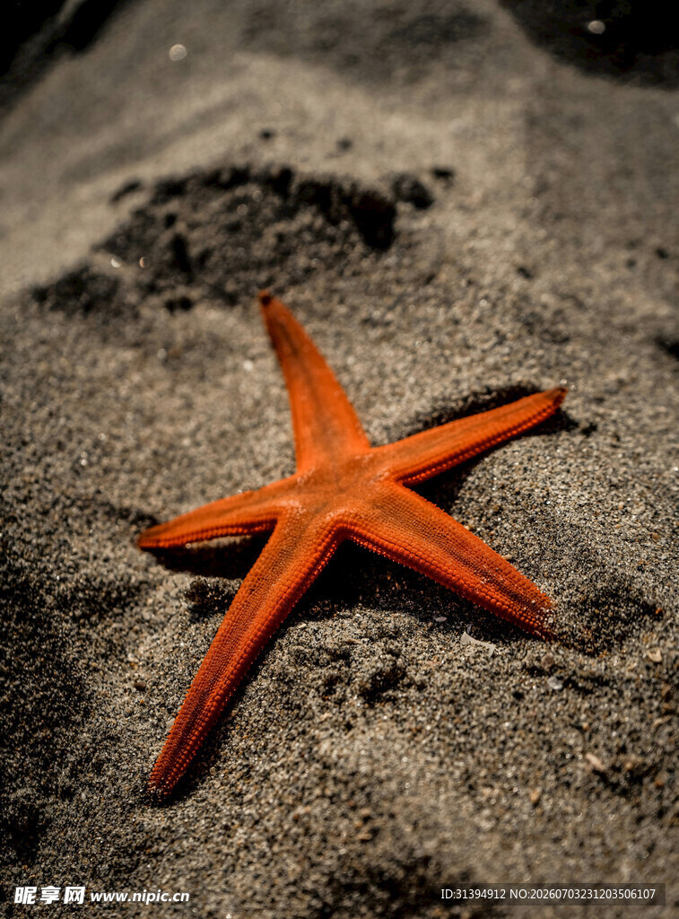 沙滩上的橙色海星