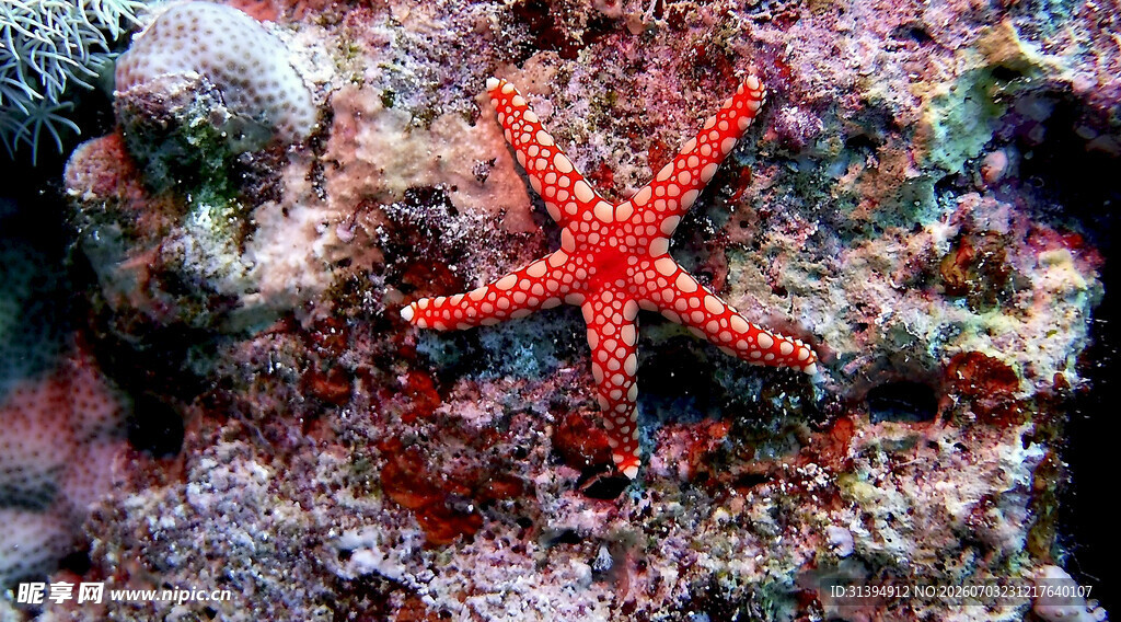 海底红海星色彩艳丽