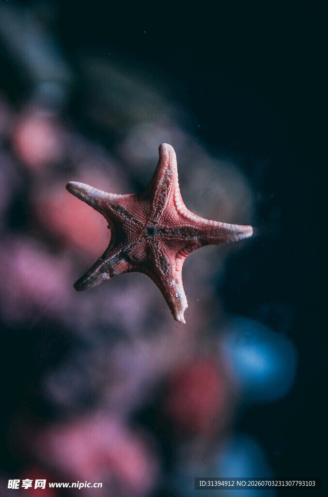 水中的红色海星
