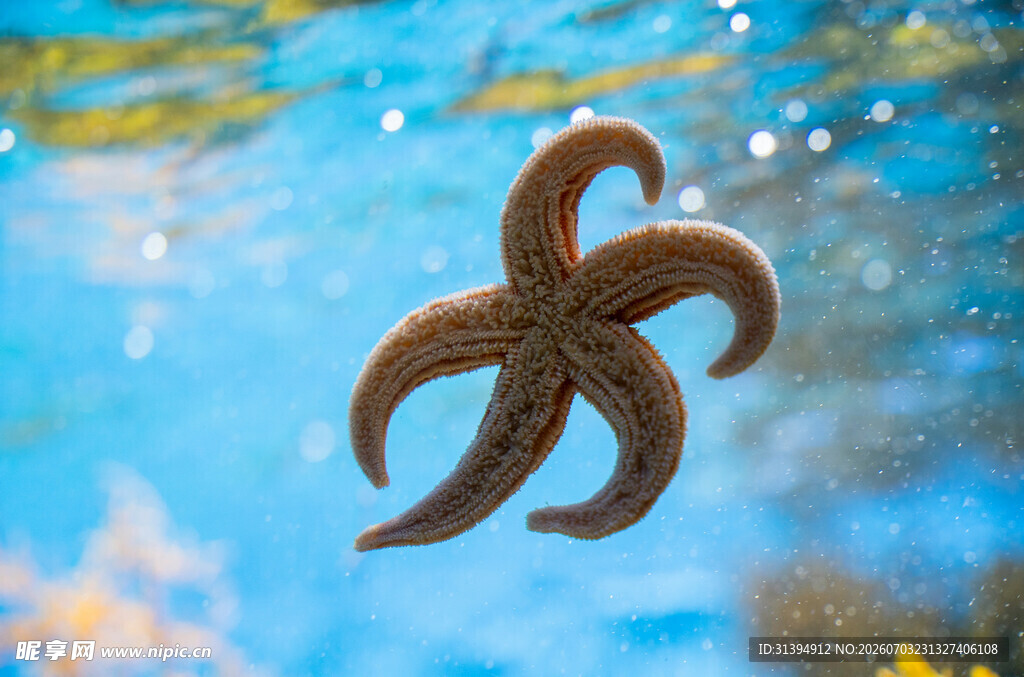 水中漂浮的海星