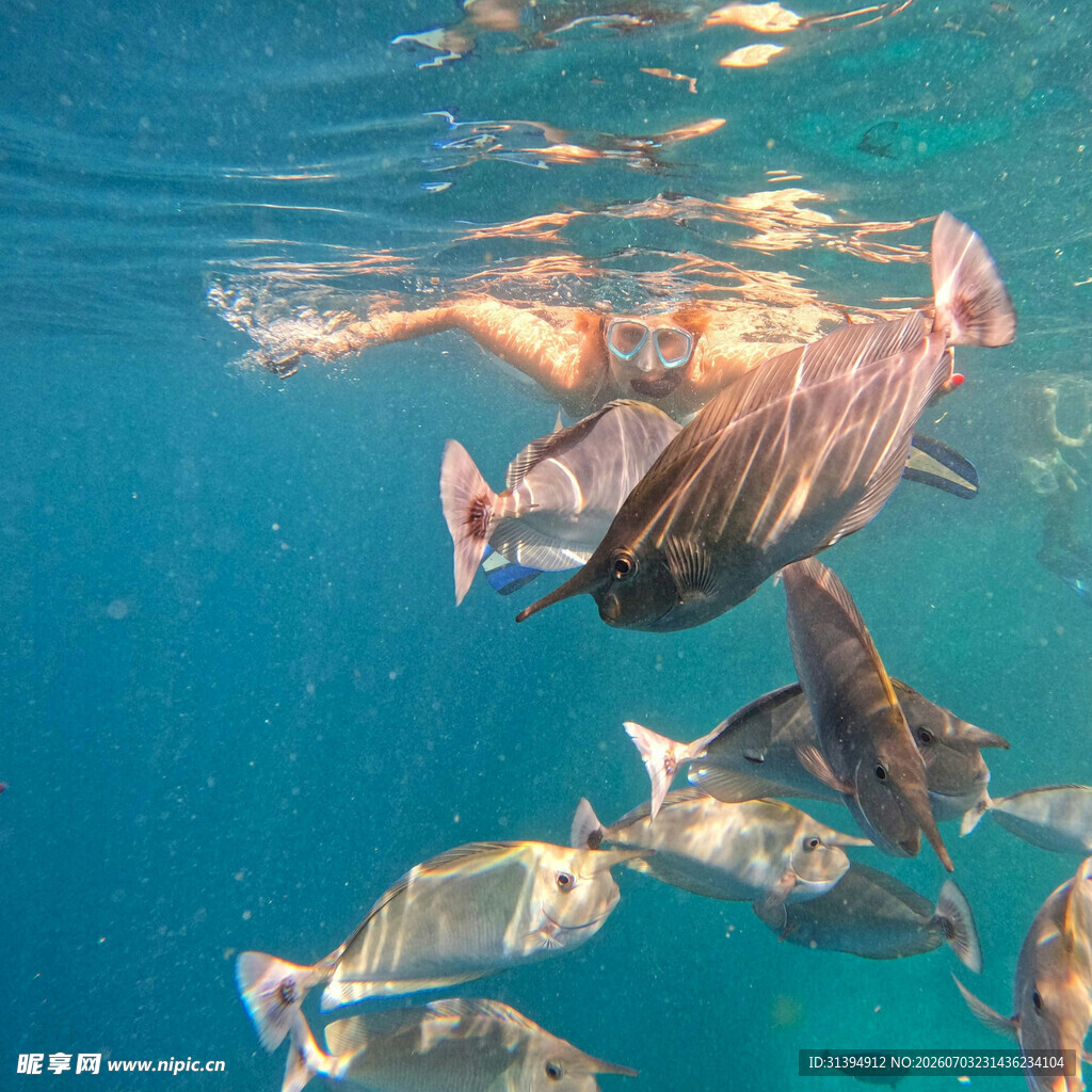 人与海龟及鱼共游海底